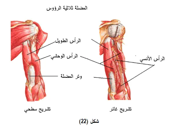 أفضل 3 تمارين لتضخيم عضلة الترايسبس 9 تشريح عضلة الترايسبس