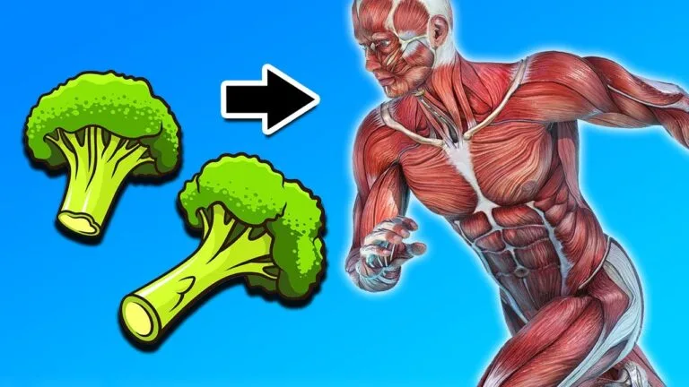 ما هي أهمية البروكلي للعضلات و كيف يساهم 2025 3 محتوى البروكلي للعضلات