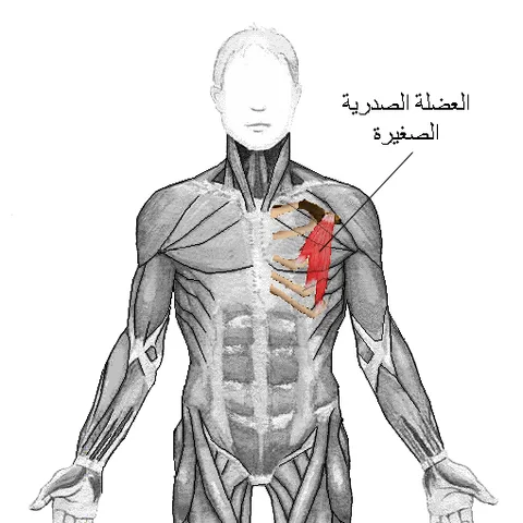 أفضل 5 تمارين الصدر في الجيم + نصائح ذهبية 2025