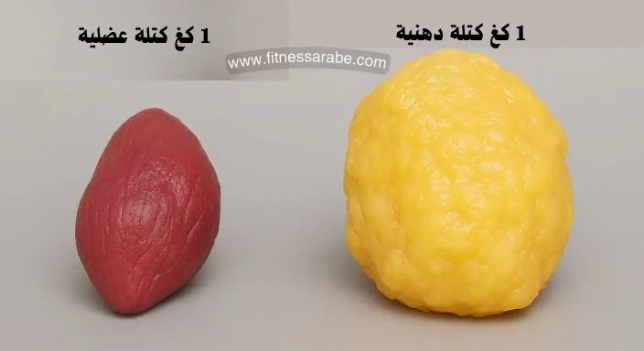 هل يمكن أن تتحول عضلاتك لدهون بالجسم؟ 9 التوقف عن التمرين و زيادة الدهون