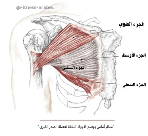 تشريح عضلة الصدر الخارجية