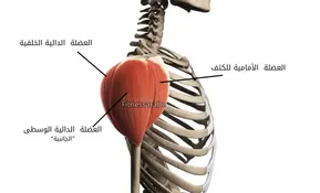 أفضل 6 تمارين لتضخيم الكتف و التشريح العضلي 3 التشريح العضلي للكتف