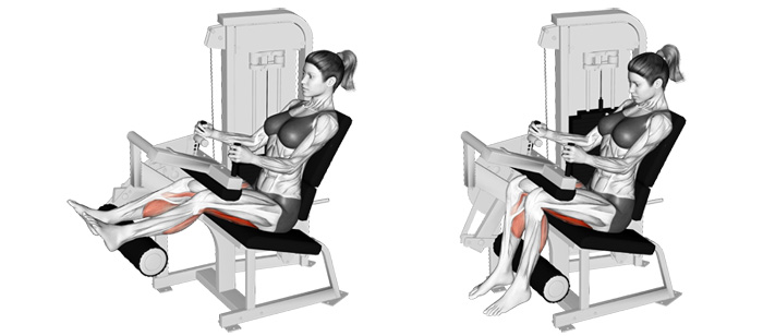 تمرين seated leg curl