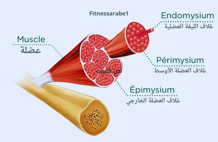 فوائد الكولاجين للعضلات